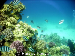 sergeant majors by Harvey Reeve 
